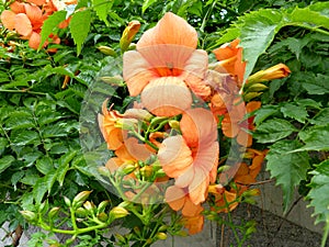 Campsis Ãâ tagliabuana Ã¢â¬ËMadame GalenÃ¢â¬â¢, Hybrid trumpet creeper photo